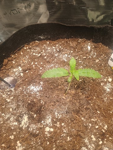 lil Slurry, first grow — seedling_rooting, day 7