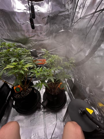 Am inside — vegetative, day 33