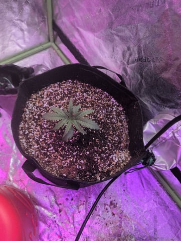 2025-26 — seedling_rooting, day 6