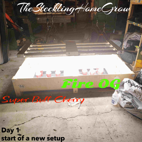 garage set up — germination, day 1