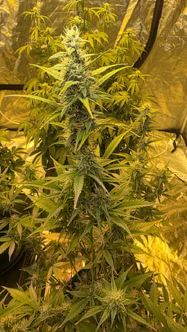 Grow #2 Thank You to All that helped guide me, offered advice, gave insight, or complimented progress. Now to apply some of what I learned the first go-round.  — flower, day 56