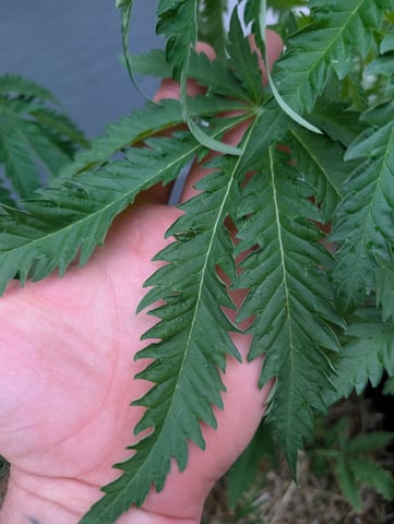 outdoor — vegetative, day 60