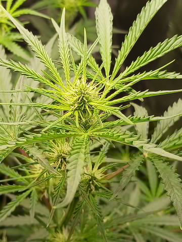 black gorilla feminized  — flower, day 19