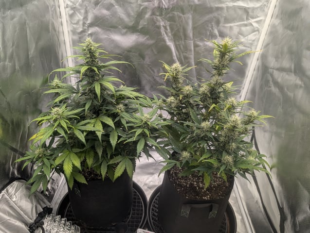 Steve's grow — flower, day 45