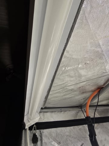 Glookies by Barneys Farm — flower, day 71