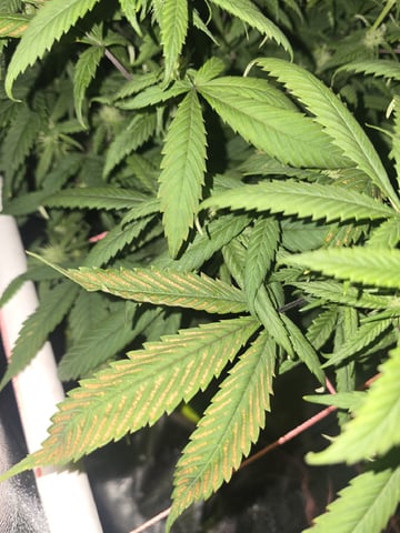 Platnium Jelly — flower, day 80