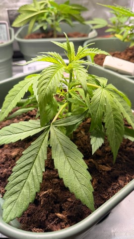 Mix Strand — vegetative, day 28