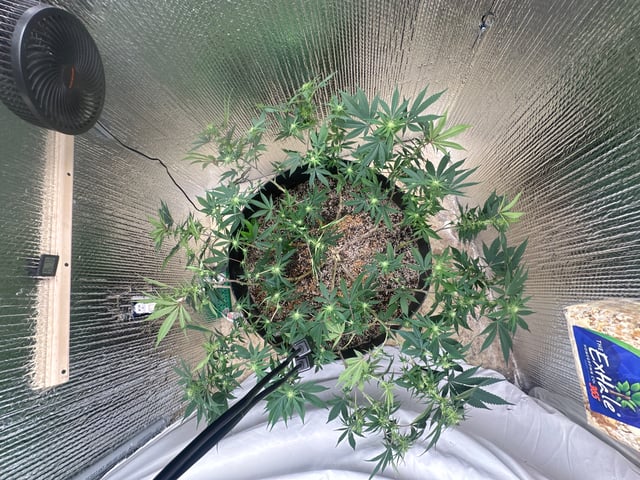 Gelly Mama and Sugar Tree — flower, day 184