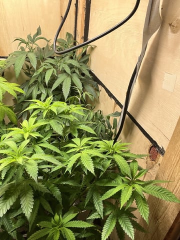 Gushers — vegetative, day 75