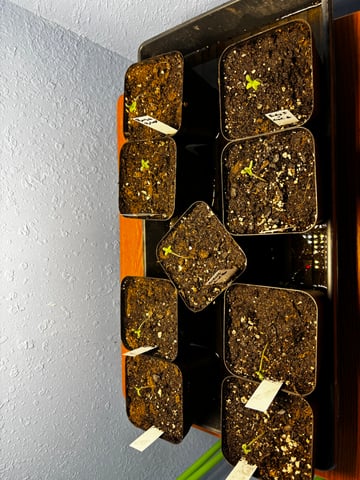 Mixed Freebies — seedling_rooting, day 5