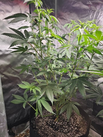 Jenny Kush photoperiod — flower, day 95