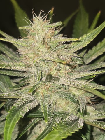 Autos AGAIN — flower, day 75