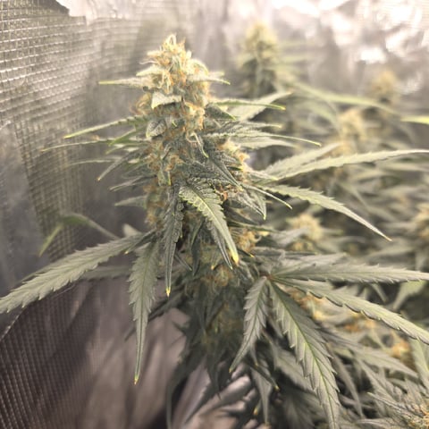 Purple Haze Auto — flower, day 73