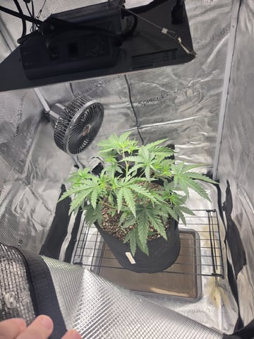 My first batch of medication — vegetative, day 53