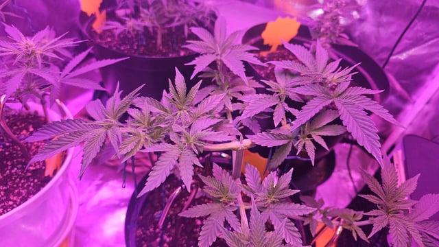 first grow adventure  — vegetative, day 44
