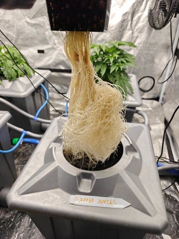 indoor grow 1 — vegetative, day 34