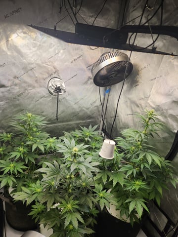 Rings of Saturn & Ghostboosters - Apollo Haze Artisanal Line — flower, day 41