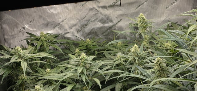 strawberry guava bx — flower, day 2