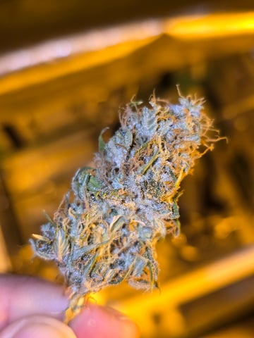 2nd Autoflower Indoor Grow — flower, day 74