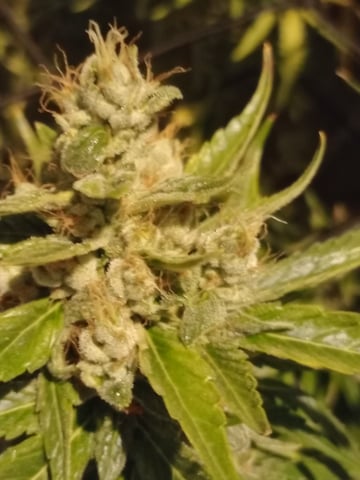 mr — flower, day 116