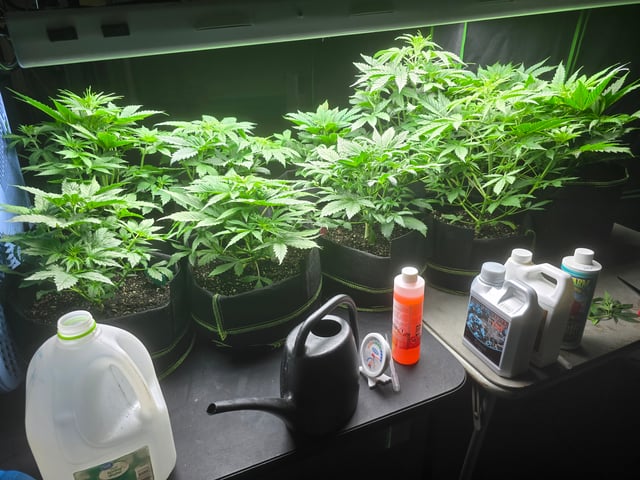 2nd Autoflower Indoor Grow — vegetative, day 32