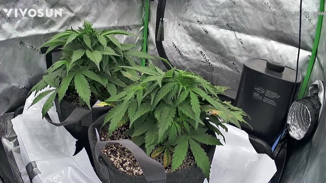 Ztrawberriez (Auto) 2026 - 1 — vegetative, day 35