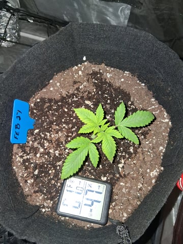 Granddaddy Purple  — grow_setup, day 2