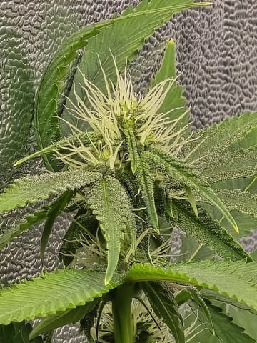 Oceanz 16 — flower, day 129