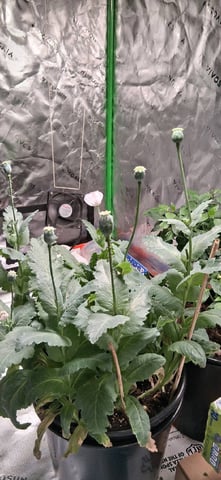 blueberry funk — flower, day 184