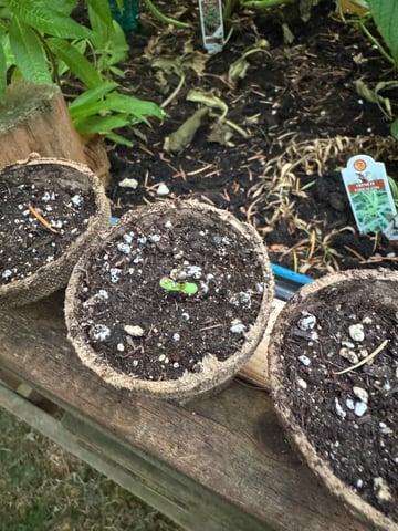 First grow — grow_setup, day 1