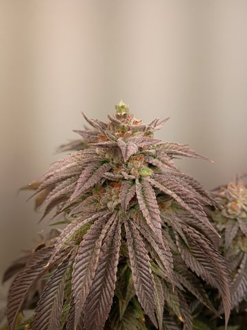 Lokie OG x Permanent Marker — flower, day 113