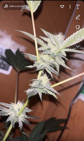 Triple Cake  — flower, day 50