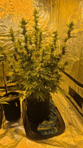 Grow #2 Thank You to All that helped guide me, offered advice, gave insight, or complimented progress. Now to apply some of what I learned the first go-round.  — harvest, day 75