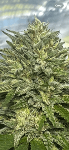 outdoor grow  — flower, day 44