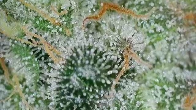 fruity pebbles, cap junky — flower, day 114