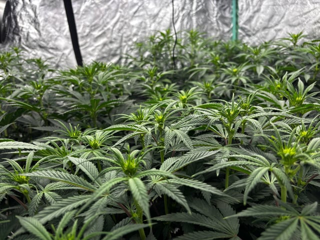 Pink Passion Fruit — flower, day 61