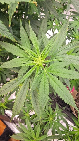 GT2 — flower, day 93