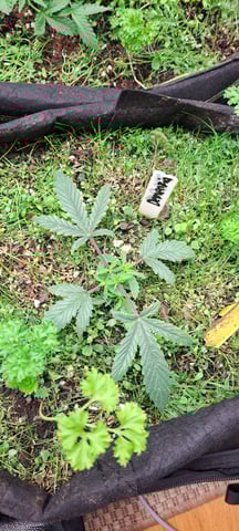 First Grow with the new setup  — vegetative, day 28