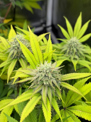 grow 3 — flower, day 40