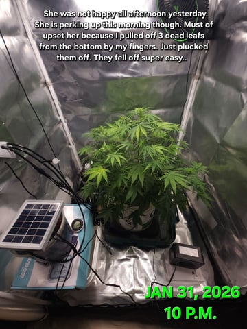 Dos Si Dos. Indica — flower, day 38