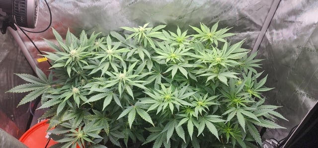 FastBuds Trainwreck Auto — flower, day 49