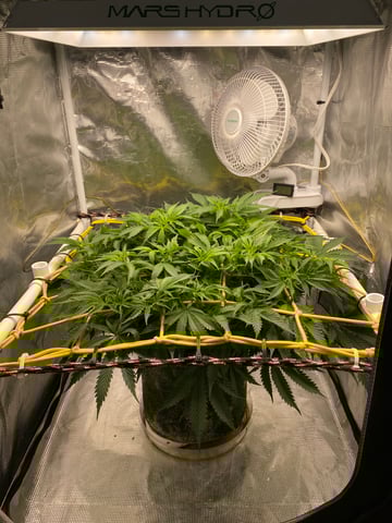 blackberry marshmallows  — flower, day 68