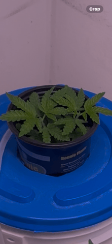 Gigawatt  — auto, day 66