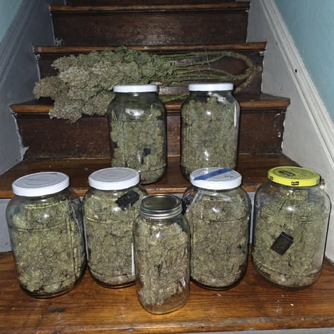 Hazy Daze — harvest, day 132