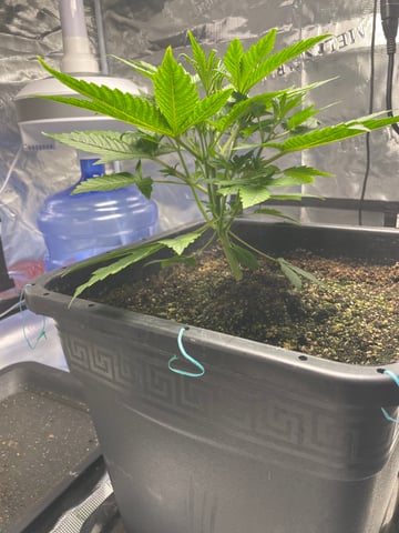 ripleys og — vegetative, day 30