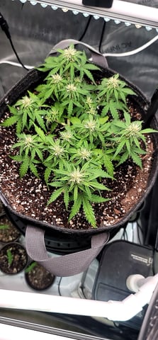 Number Two.  Lola — flower, day 61