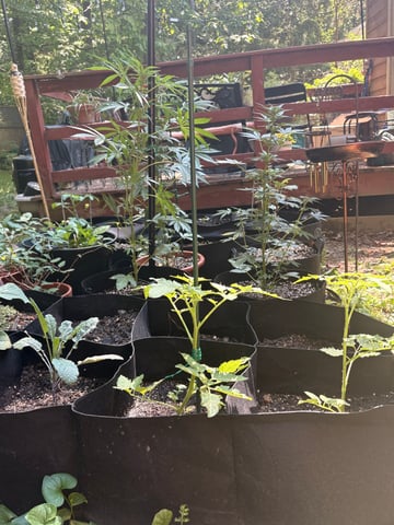 Rc Exotics — flower, day 58