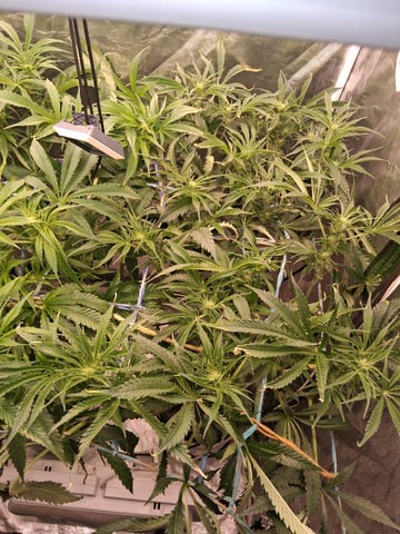 Blueberry OG Kush — flower, day 4