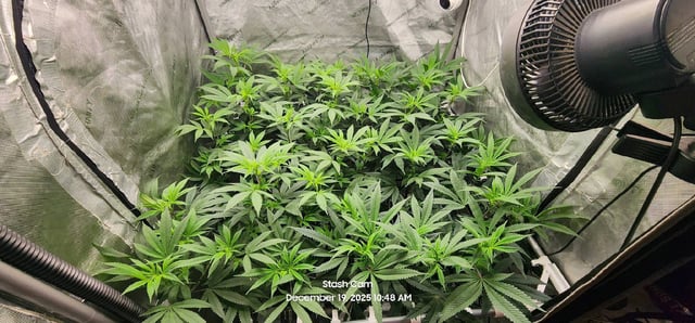 Another Custom Creation — flower, day 83