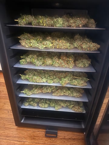 The little plant that could! — done, day 110